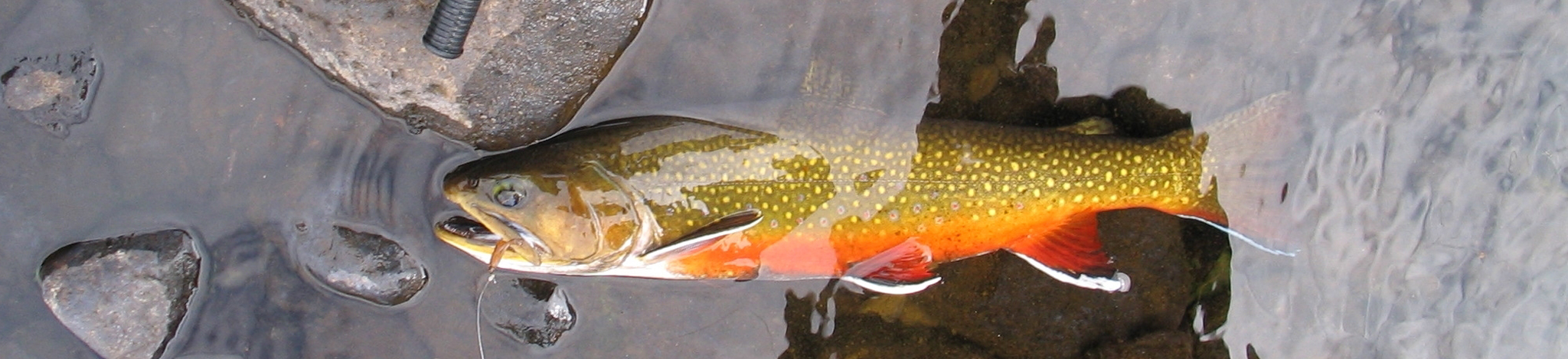 Diana Lake Brookie